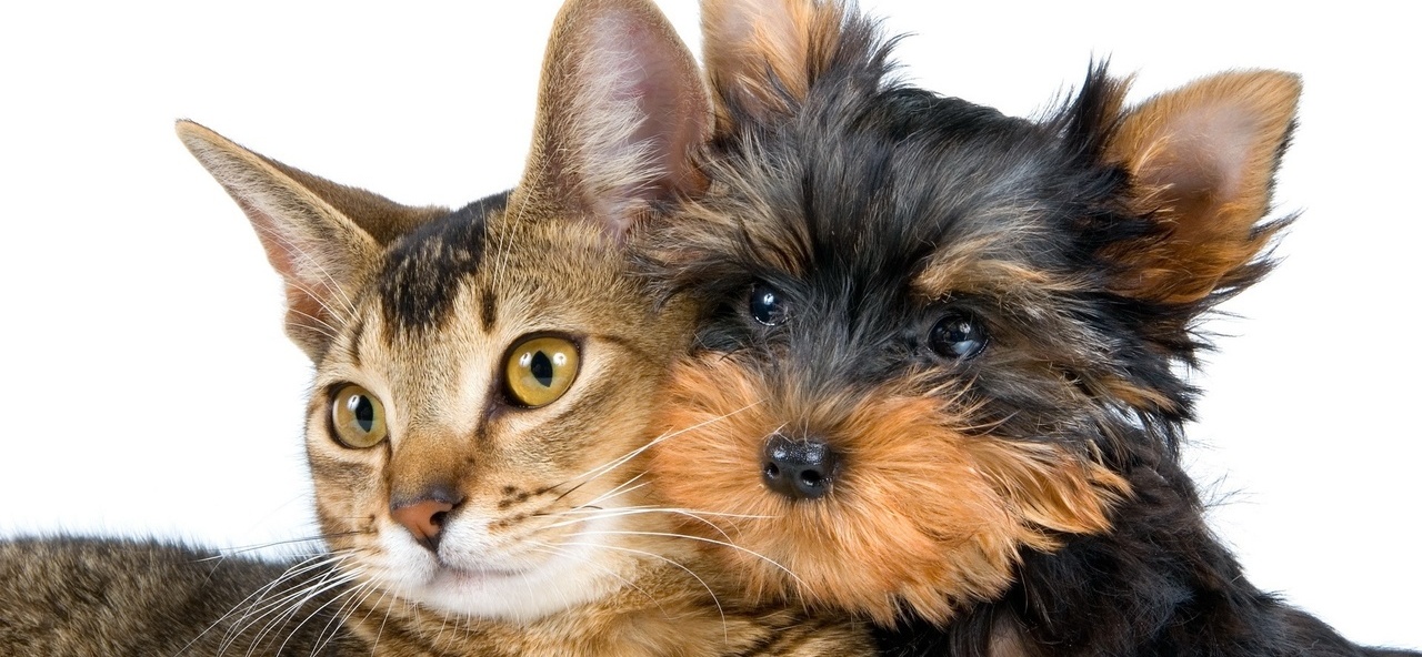 Доска объявлений о животных | ЗооТом - продажа, вязка и услуги для животных в Большом Болдино