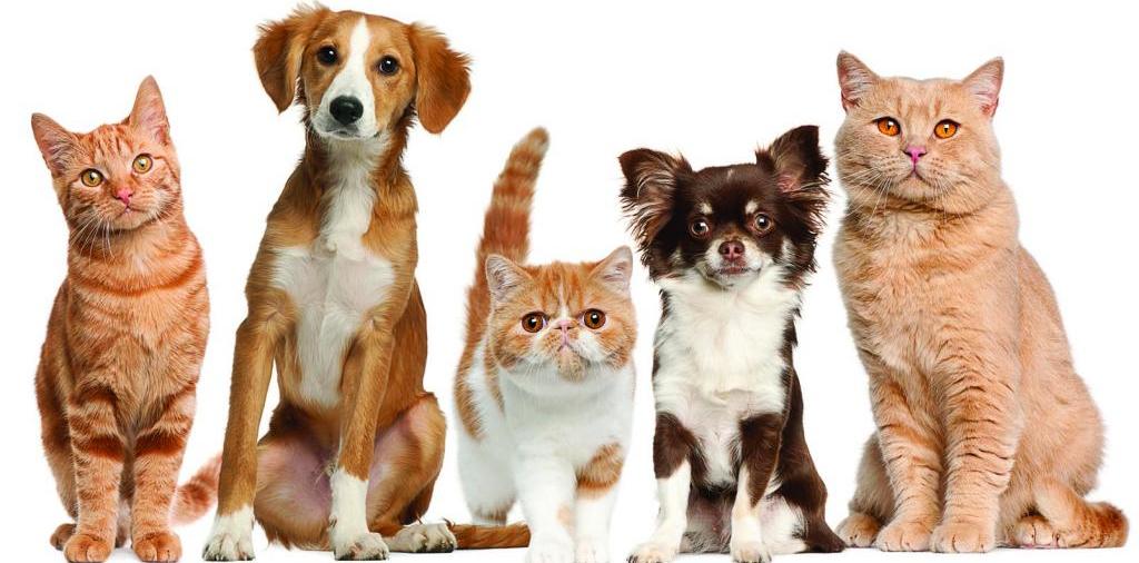 Доска объявлений о животных | ЗооТом - продажа, вязка и услуги для животных в Большом Болдино