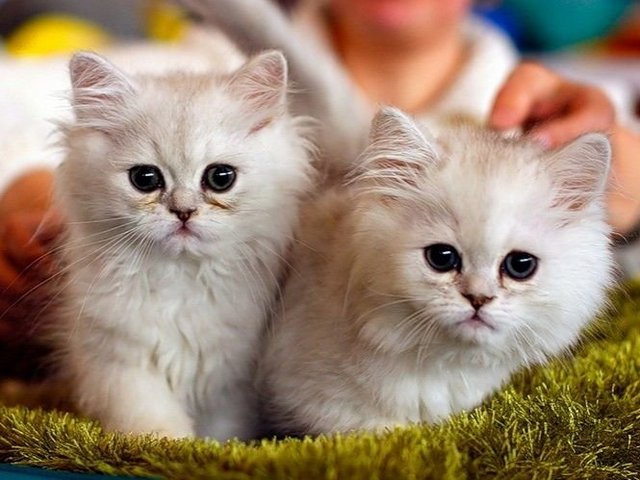 Породы кошек в Большом Болдино | ЗооТом портал о животных