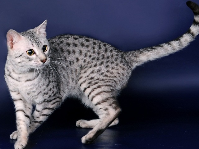 Породы кошек в Большом Болдино | ЗооТом портал о животных