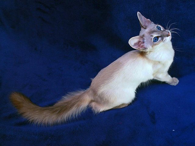 Выведенные породы кошек в Большом Болдино | ЗооТом портал о животных