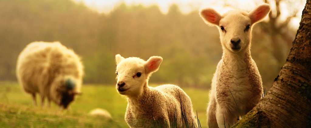 Объявления о сельскохозяйственных животных | ЗооТом - продажа, вязка и услуги для животных в Большом Болдино