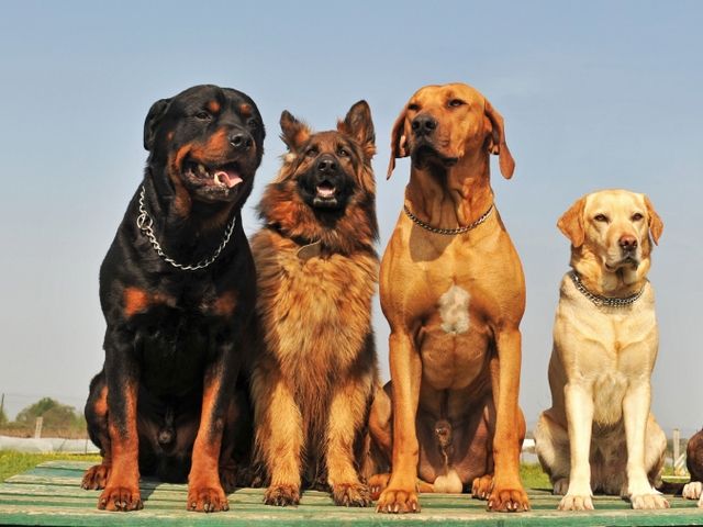 Крупные породы собак в Большом Болдино | ЗооТом портал о животных
